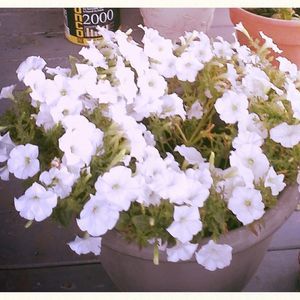 Meet your Posher, Margie